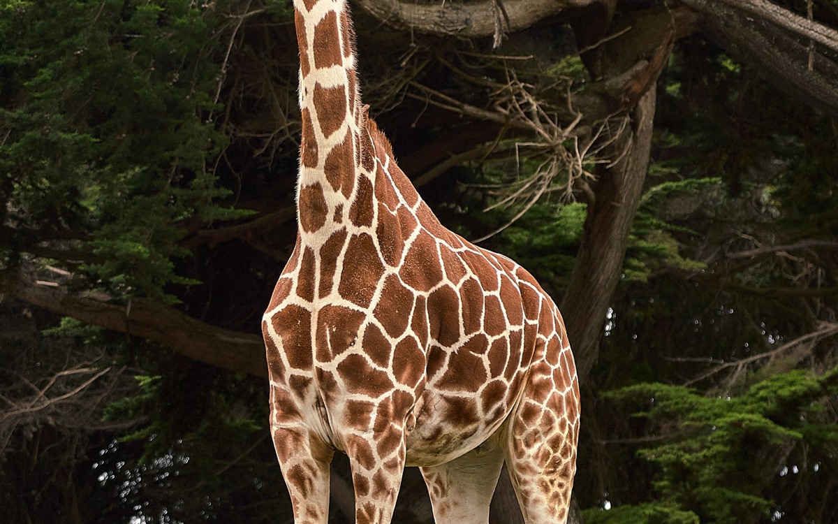 Foto bij Burgers' Zoo Arnhem