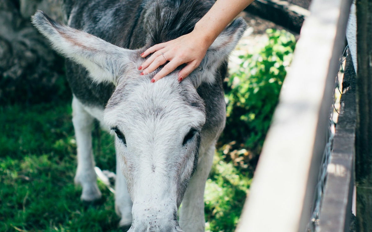 Foto bij Dierenzorg of stadsboerderij-helpblok