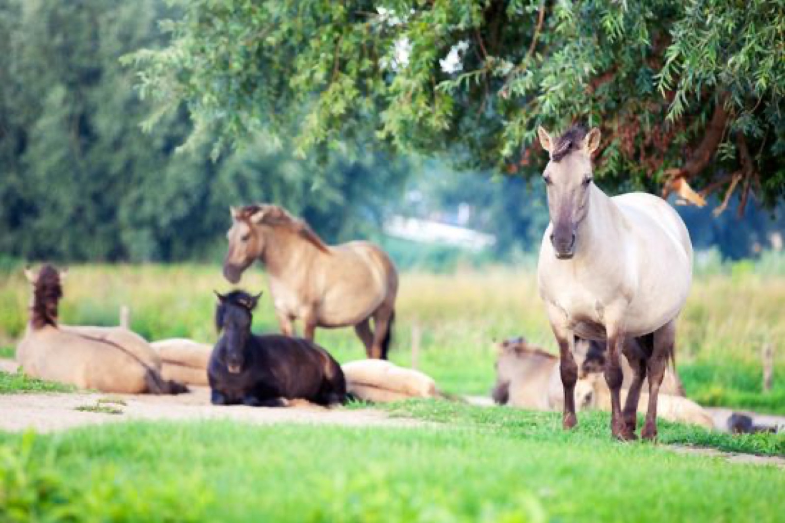 Foto bij Spoorzoeken of dierenspotten in uiterwaarden