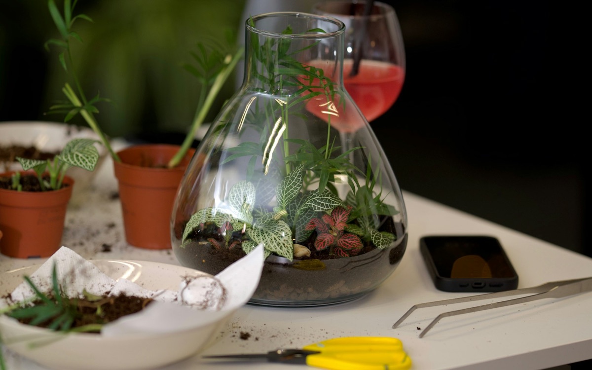 Foto bij Terrarium, stekjes of plantlab