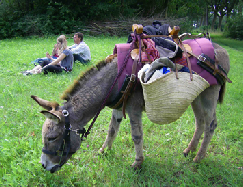 Foto bij De Ezelboer